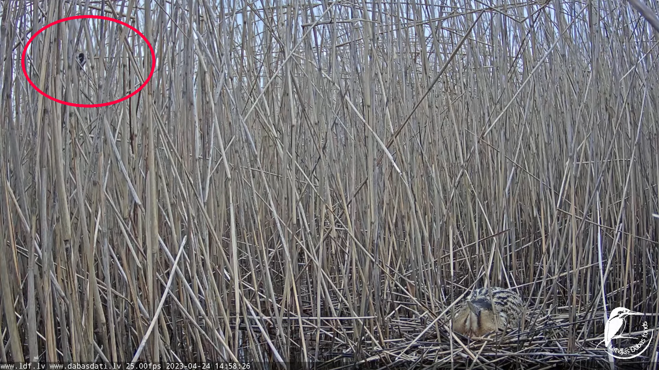 Lielais dumpis (Botaurus stellaris) Engurē - LDF tiešraide 11-54-1 screenshot