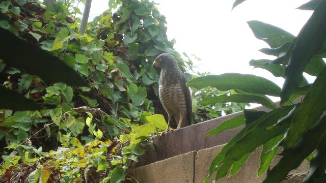 ¡Una visita sorpresa! / A Surprise Visitor!