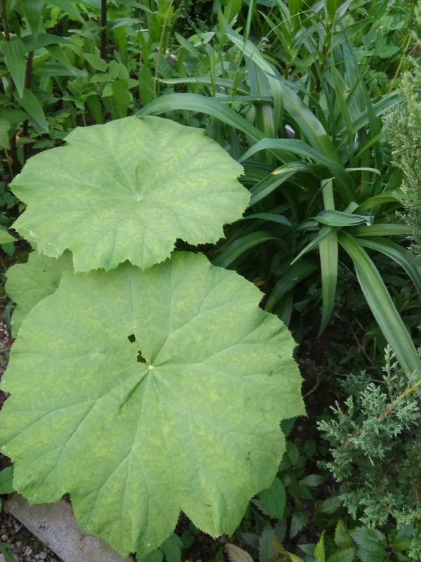 Astilboides tabularis