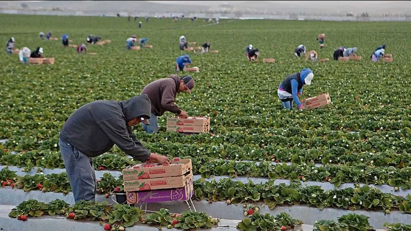 Migrantes indocumentados están en el limbo en Estados Unidos