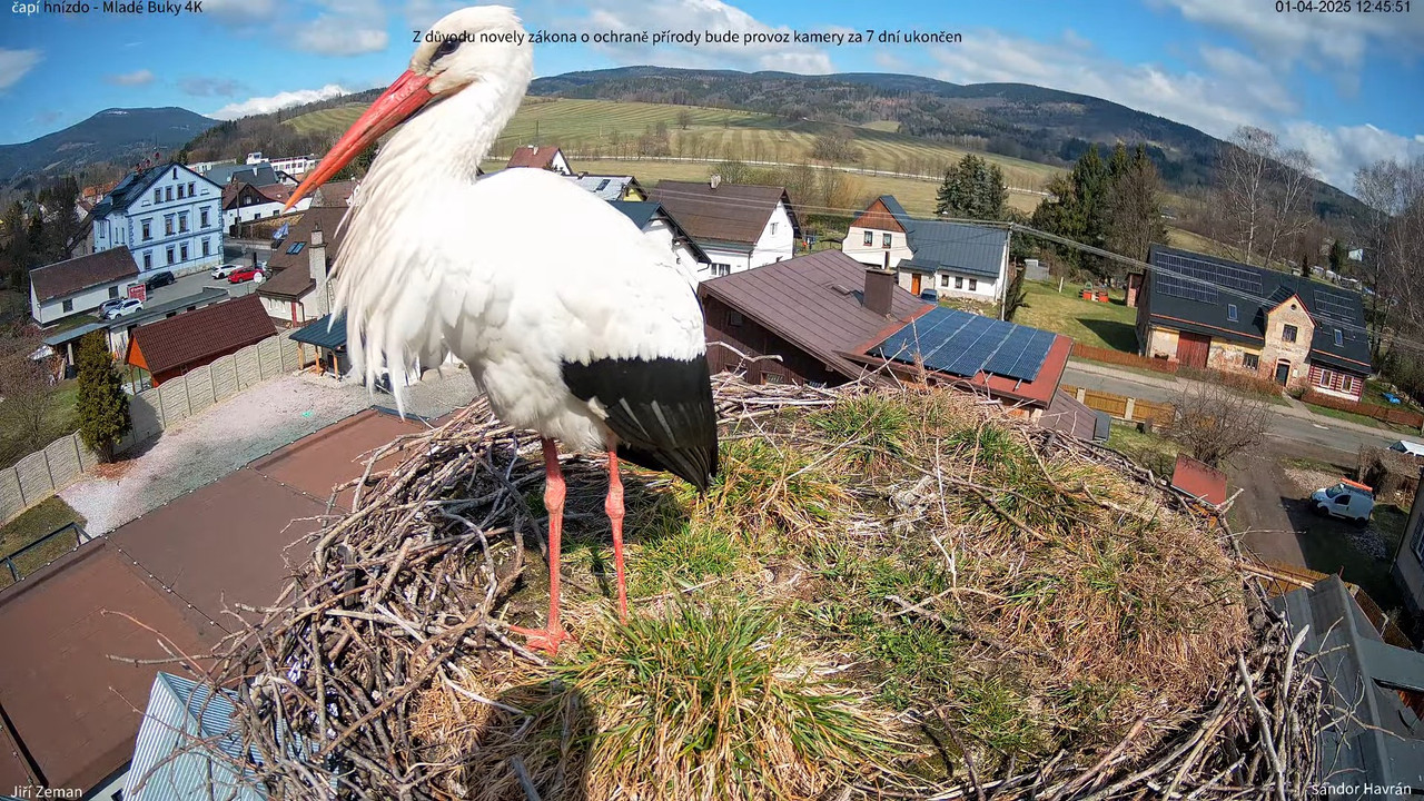 Tiešraides kamera — Mladé Buky — stārķa ligzda 4K 15-36-29 screenshot