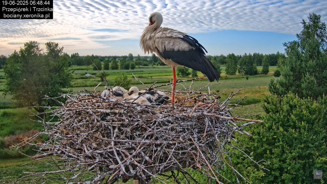 19062025bociany13