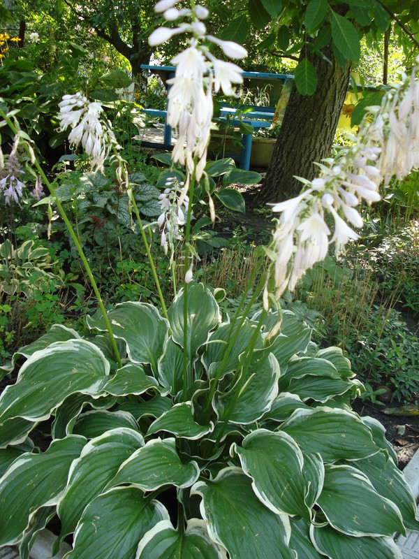 Albomarginata июнь