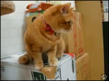 Funny-Cat-GIF-Very-hungry-cat-super-excited-boxing-his-feeder-to-get-treats-haha-crazy-and-wild.gif