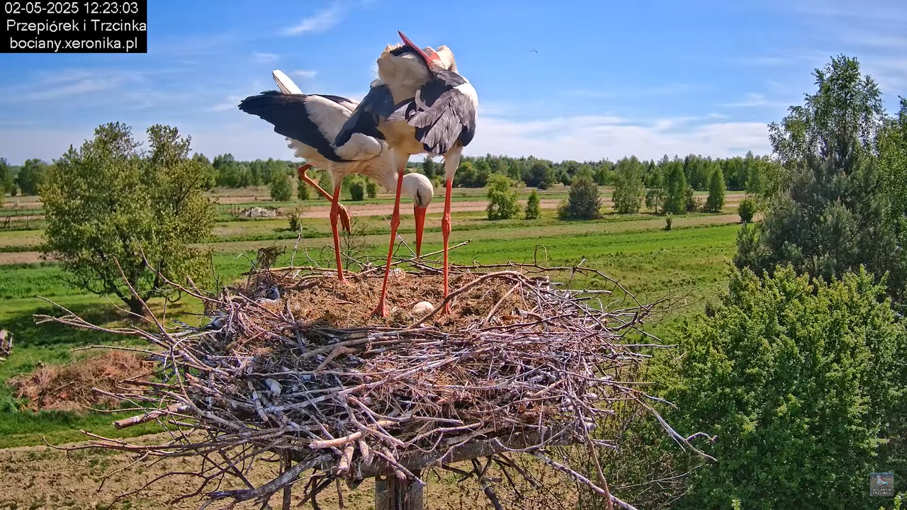 02052025bociany14