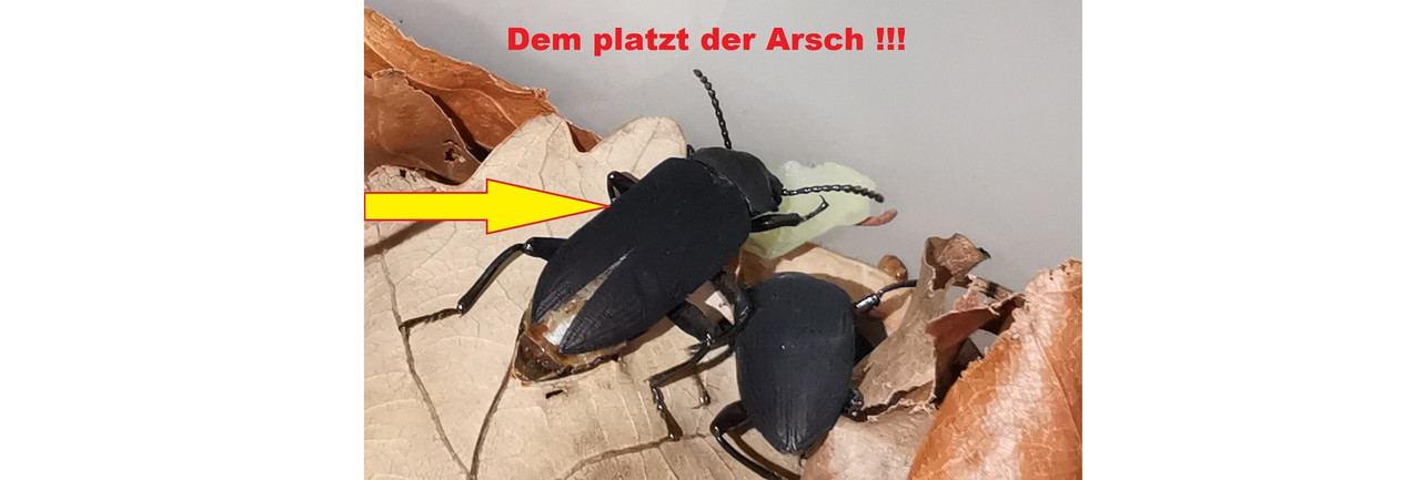 platzender Arsch (1)