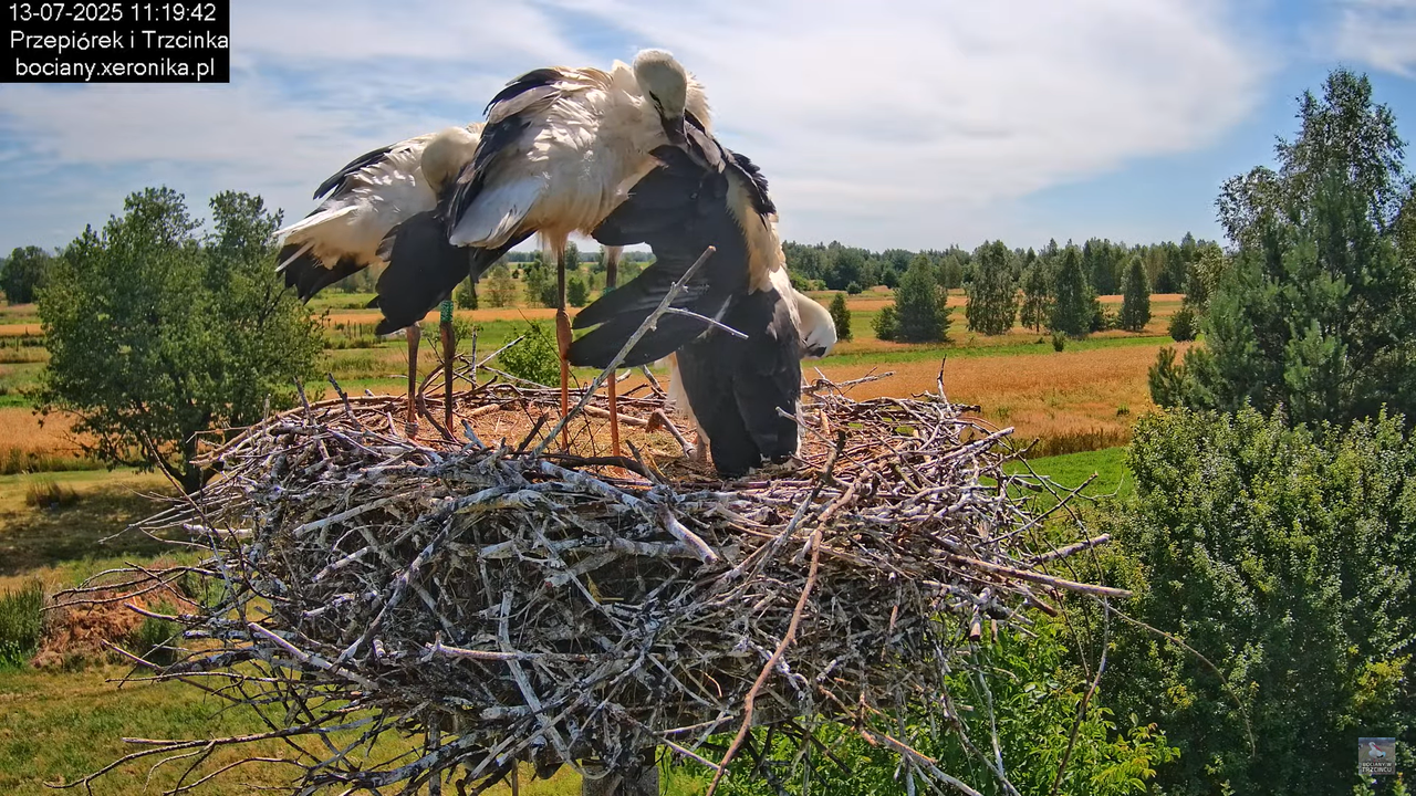 13072025bociany26