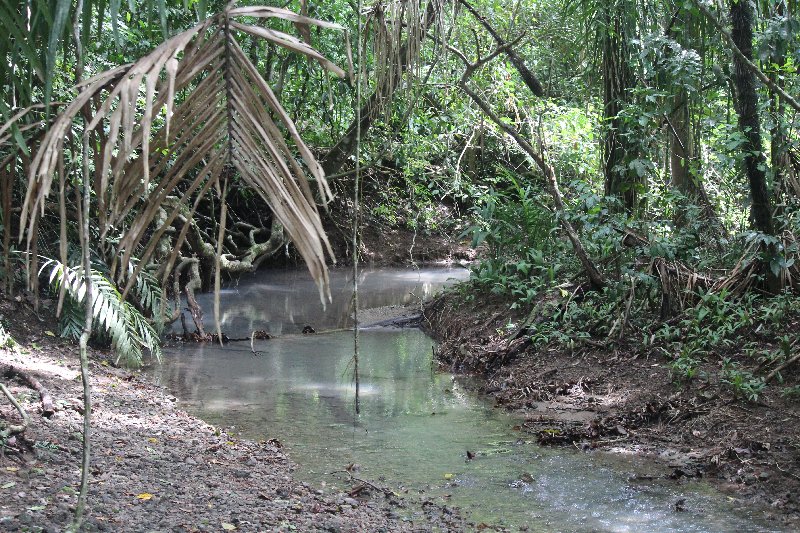 DE TORTUGAS Y PEREZOSOS. COSTA RICA 2019 - Blogs de Costa Rica - DIA 14: PARQUE DE MANUEL ANTONIO (10)