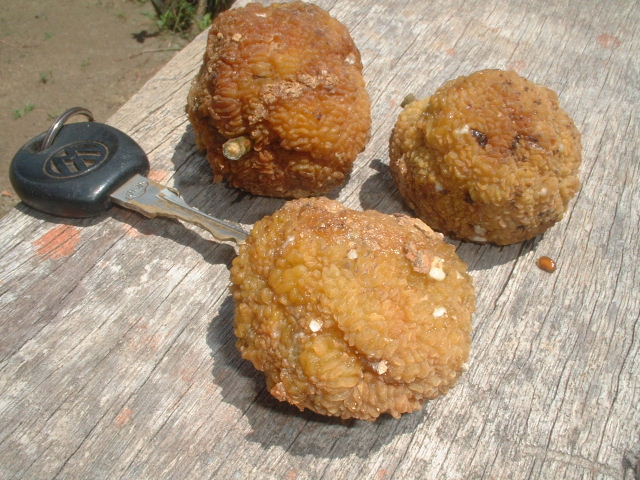 Cópia de TatajubaSeed2