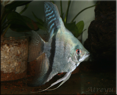 Atreyu-plata-azul-perlado-1-zpsxnca8jgi.