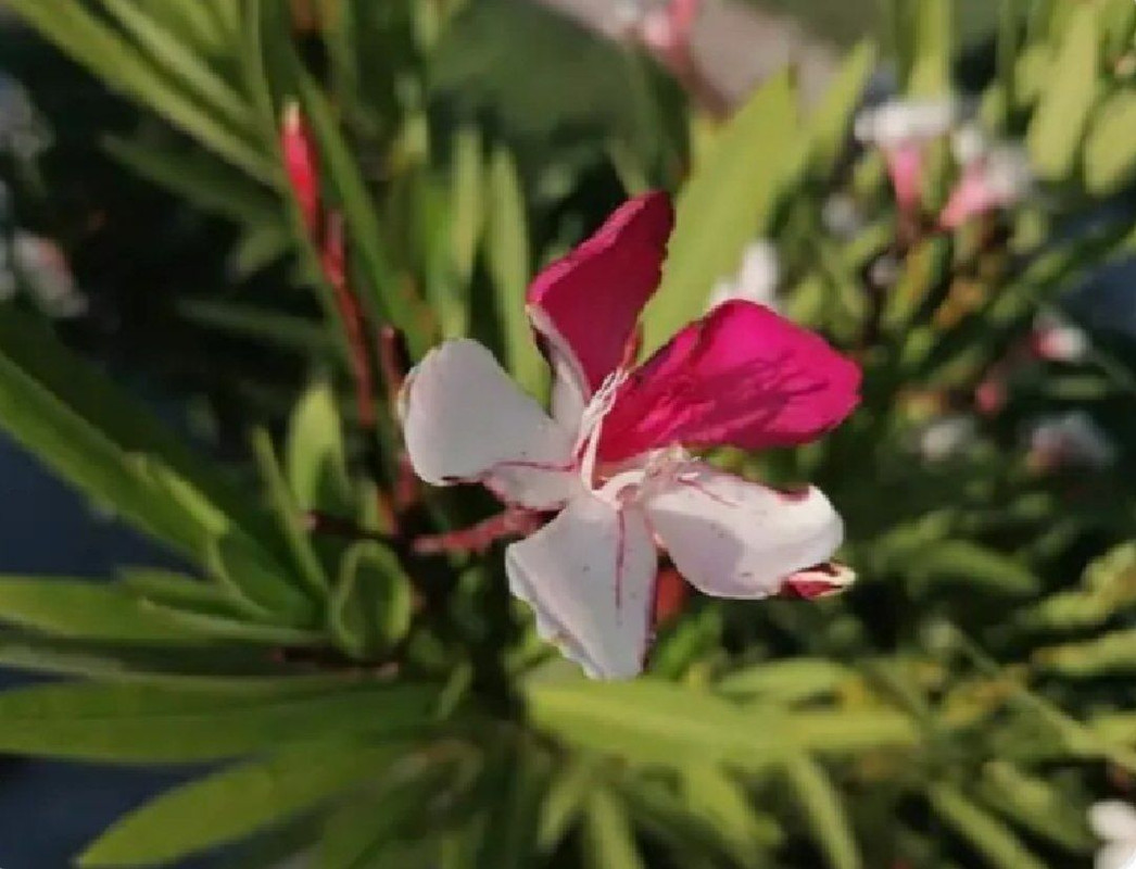 IMG_20220617_065035_493