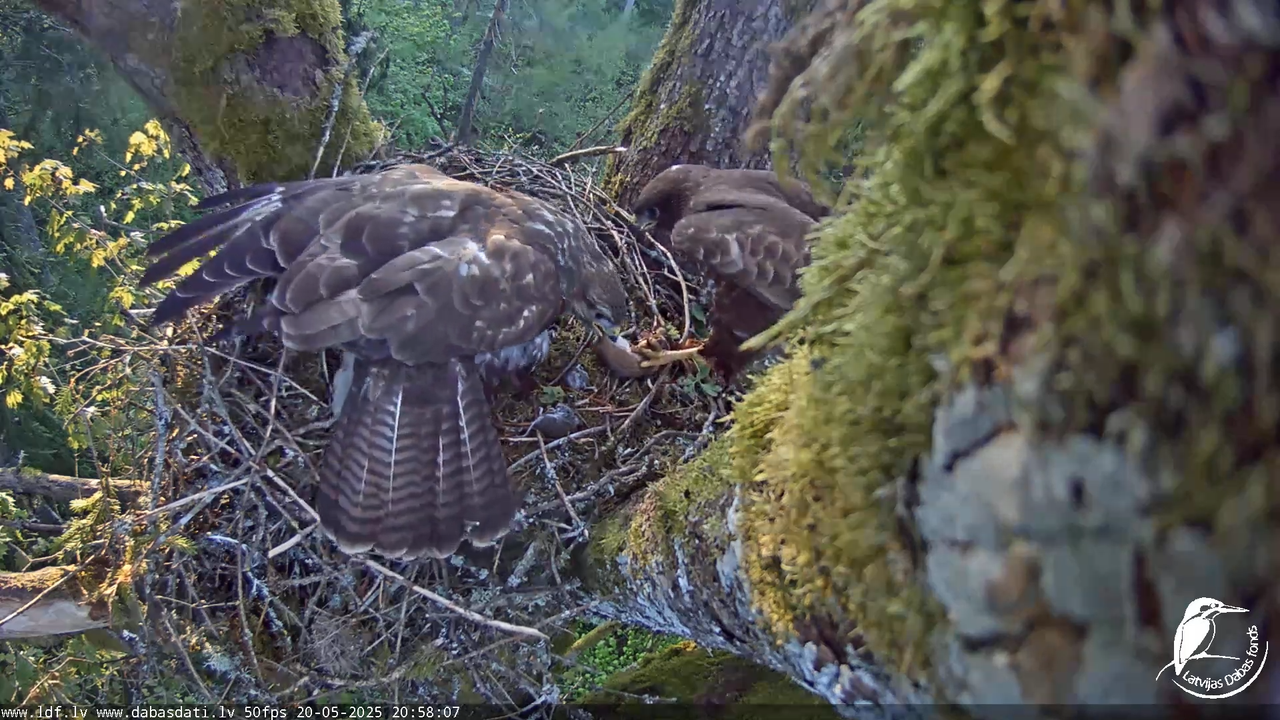 Melnās klijas (Milvus migrans) Kurzemē_ peļu klijāni (Buteo buteo) 13-43-42 screenshot