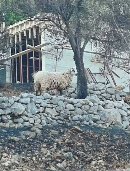 ΑΔΕΣΠΟΤΟ ΠΡΟΒΑΤΟ ΣΤΟ ΑΙΠΟΣ - ΚΟΙΝΟΠΟΙΗΣΤΕ ΓΙΑ ΝΑ ΒΡΕΦΕΙ Ο ΙΔΙΟΚΤΗΤΗΣ