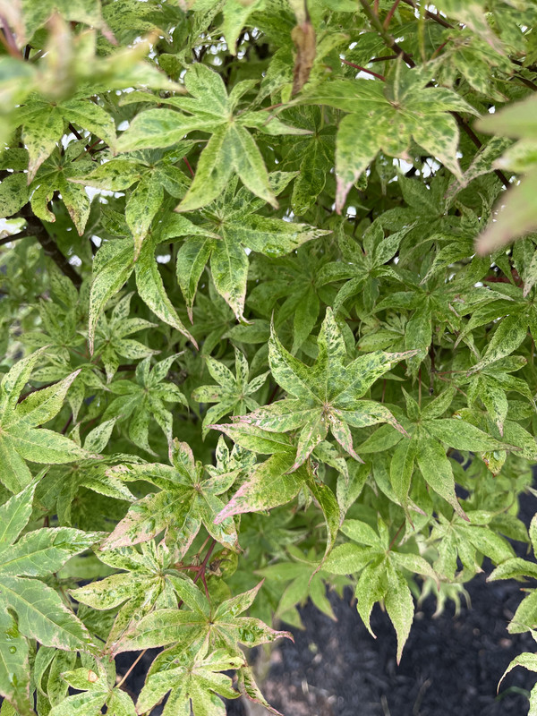 8D27FEC9-977B-44B7-8D60-3C1FFDA795BE