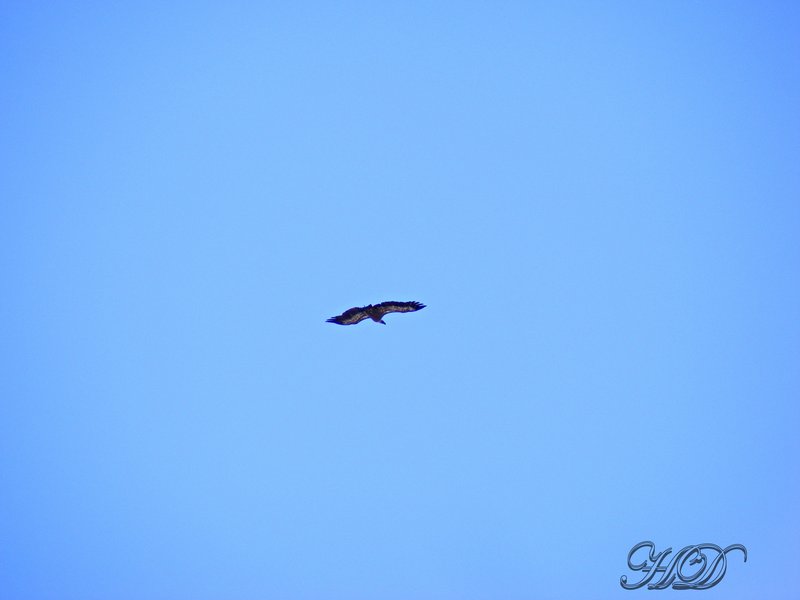 Animal-hawk-flying-HD.jpg