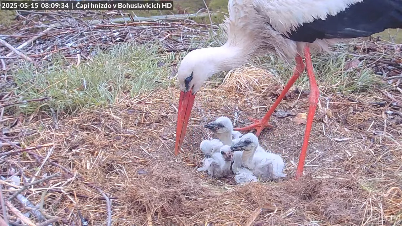 Živě z čapího komína v Bohuslavicích u Trutnova v HD 9-6-38 screenshot