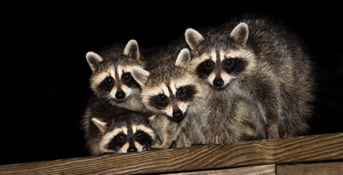 Kissimmee wildlife removal