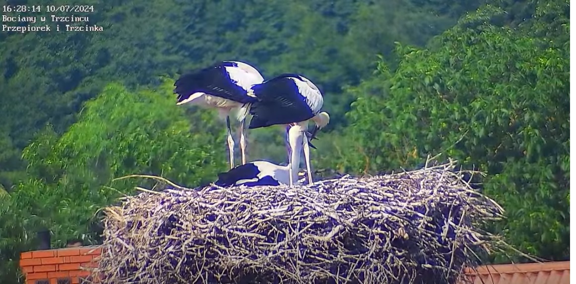 pamietajohigieniejamydziobowej