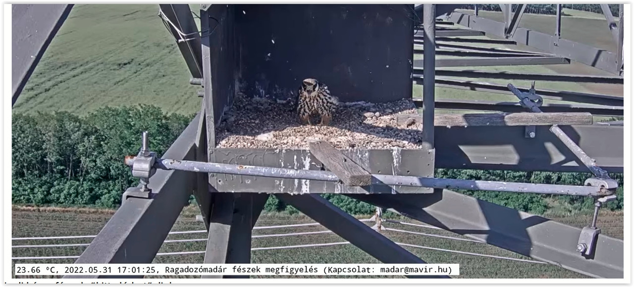 Screen Shot 05-31-22 at 05.01 PM 002