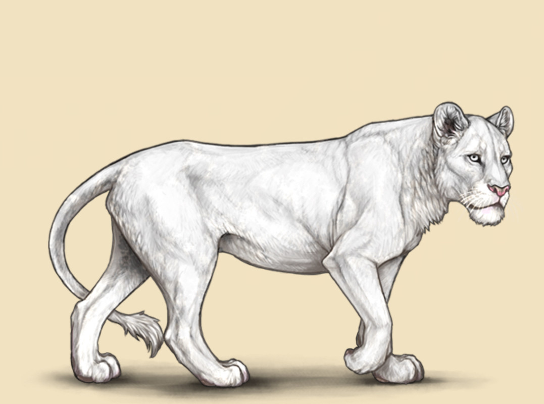  claiming a lioness full guide lioden