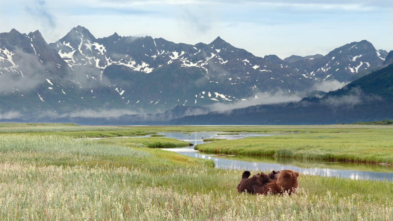 Bears (2014) (1080p BluRay x265 Silence)-4