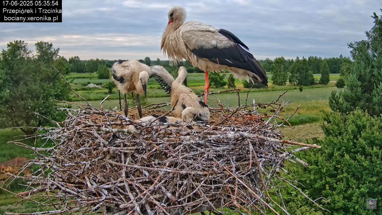17062025bociany13