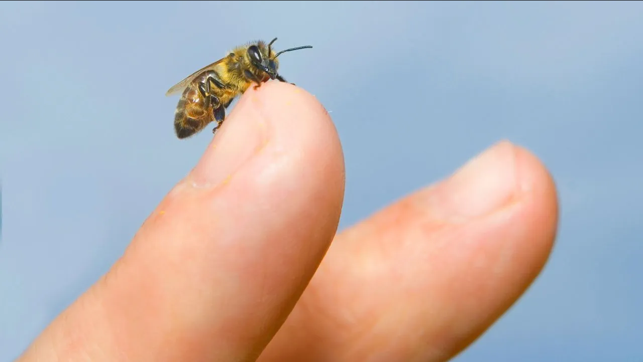 ¿Qué pasa si te pica una abeja y no se saca el aguijón?