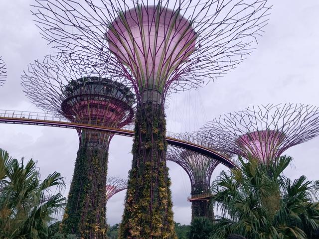 Vuelta a Singapur y fin del viaje. - Singapur e Indonesia 2018 (2)