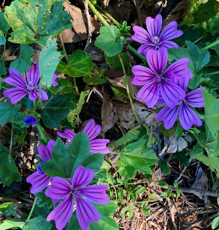 Purple-Malva.jpg