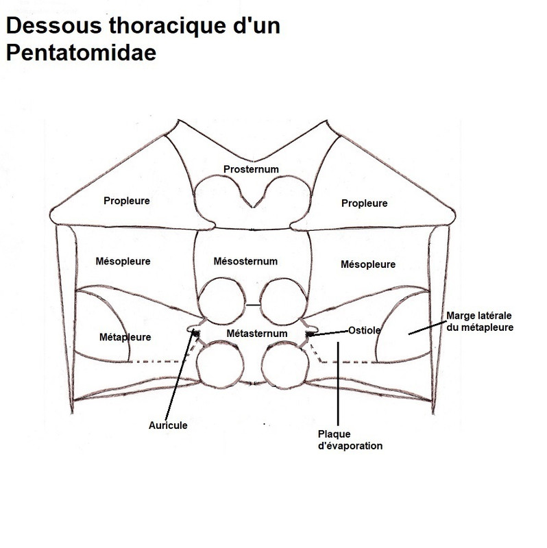 Dessous-thoracique-d-un-Pentatomidae
