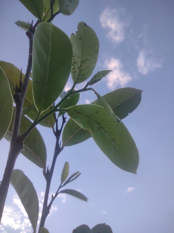 muricata-aphid1