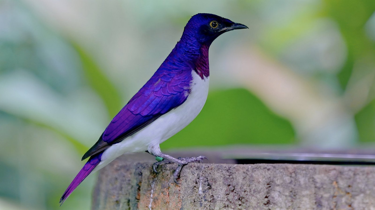 purple-backed-starling-dis1.jpg