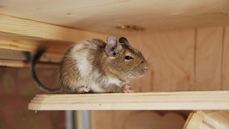 DSC_1044