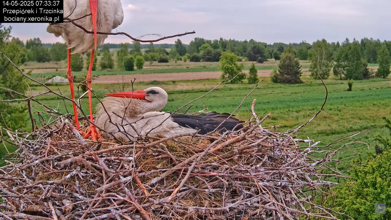 14052025bociany12