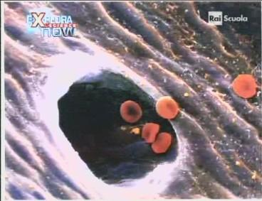 Tivusat 10 anni (58)