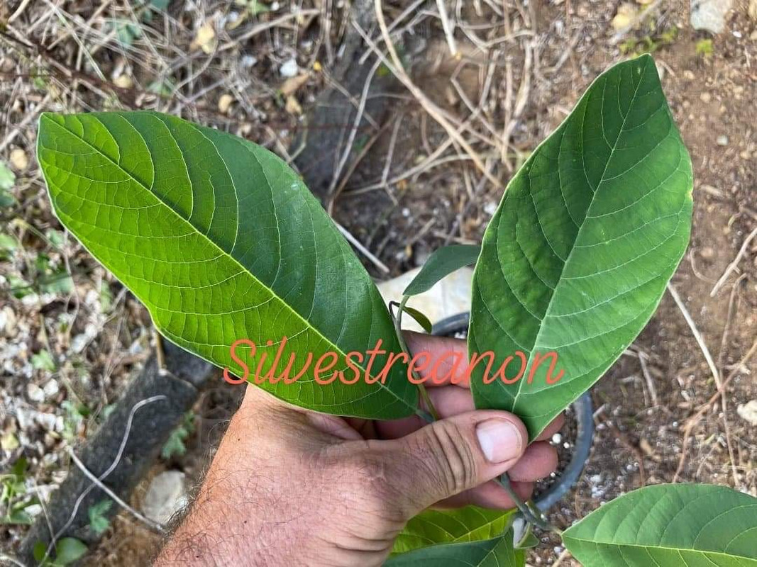 BBFC8E1A-9293-4021-81DE-001C9836DA53