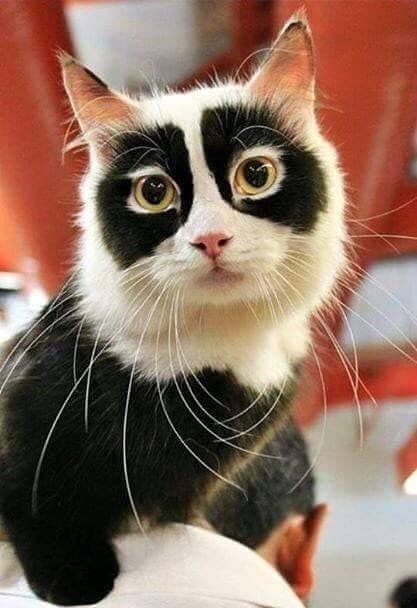 27 животных, которым природа подарила особенный окрас