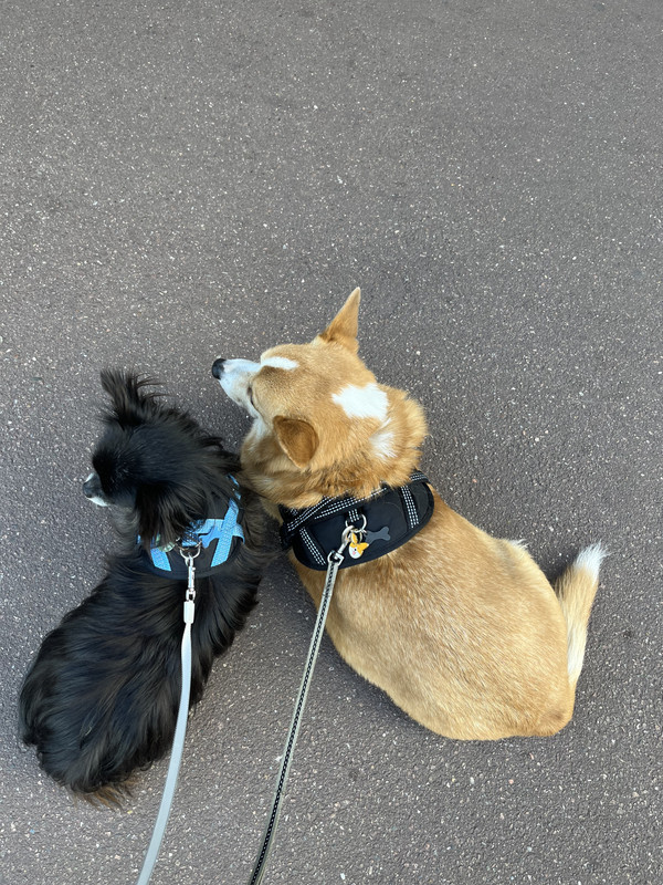 [Image: E56-DC37-B-9-AF7-4581-BAB9-8481220-B0-B43.jpg]