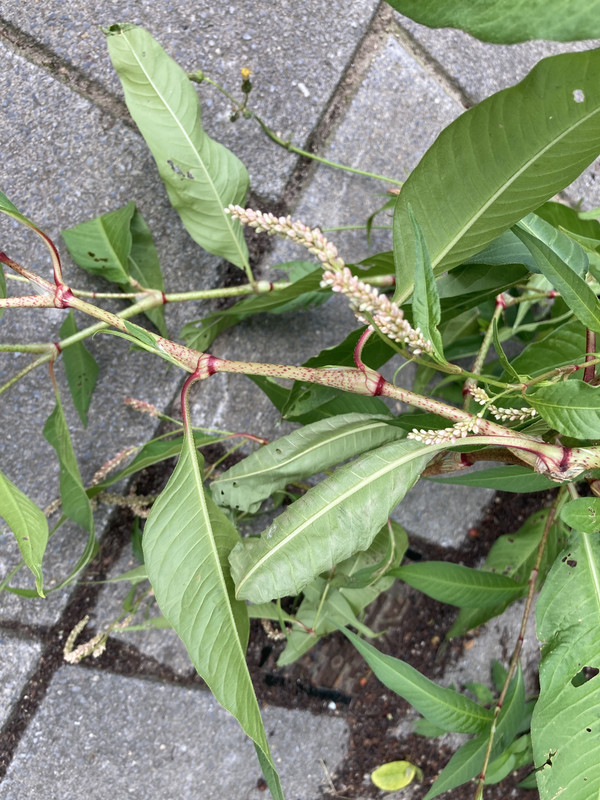 8382C2F9-6233-4155-9506-9EEBB921AB44