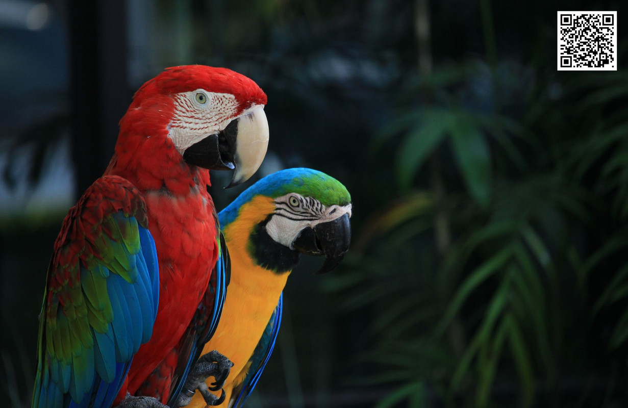 How Local Birds Adapt to Seasonal Changes?