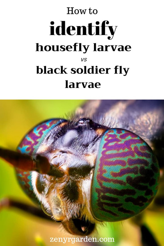 how-to-identify-housefly-maggots-black-soldier-fly-larvae-pin.jpg