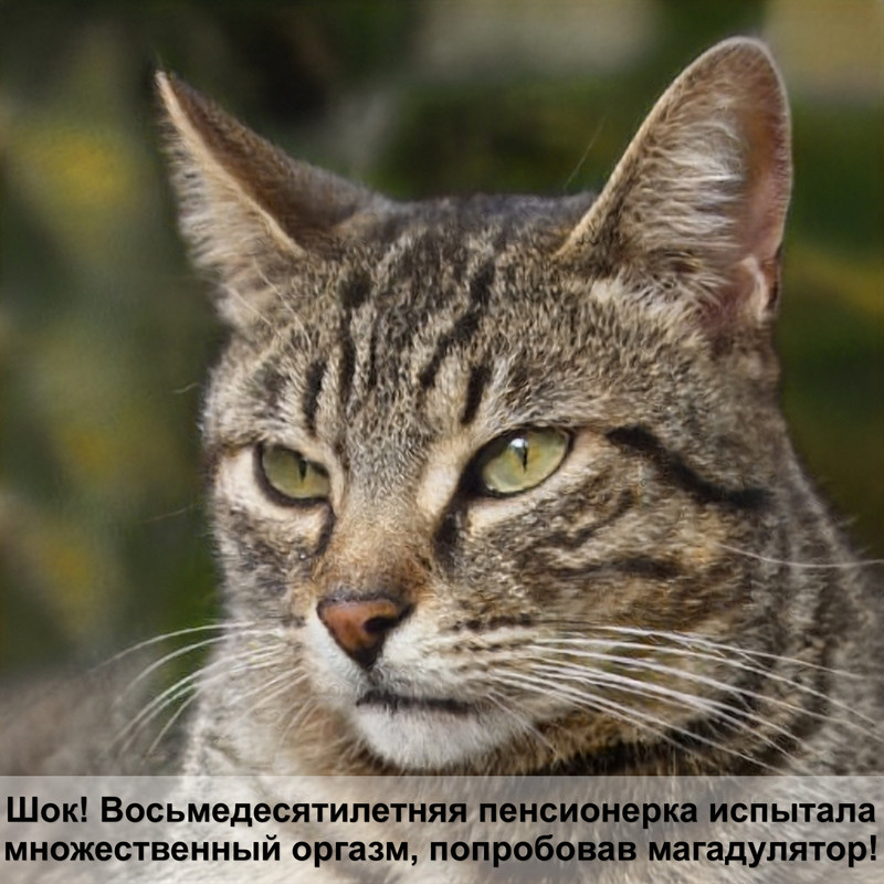 египетская кошка с шерстью