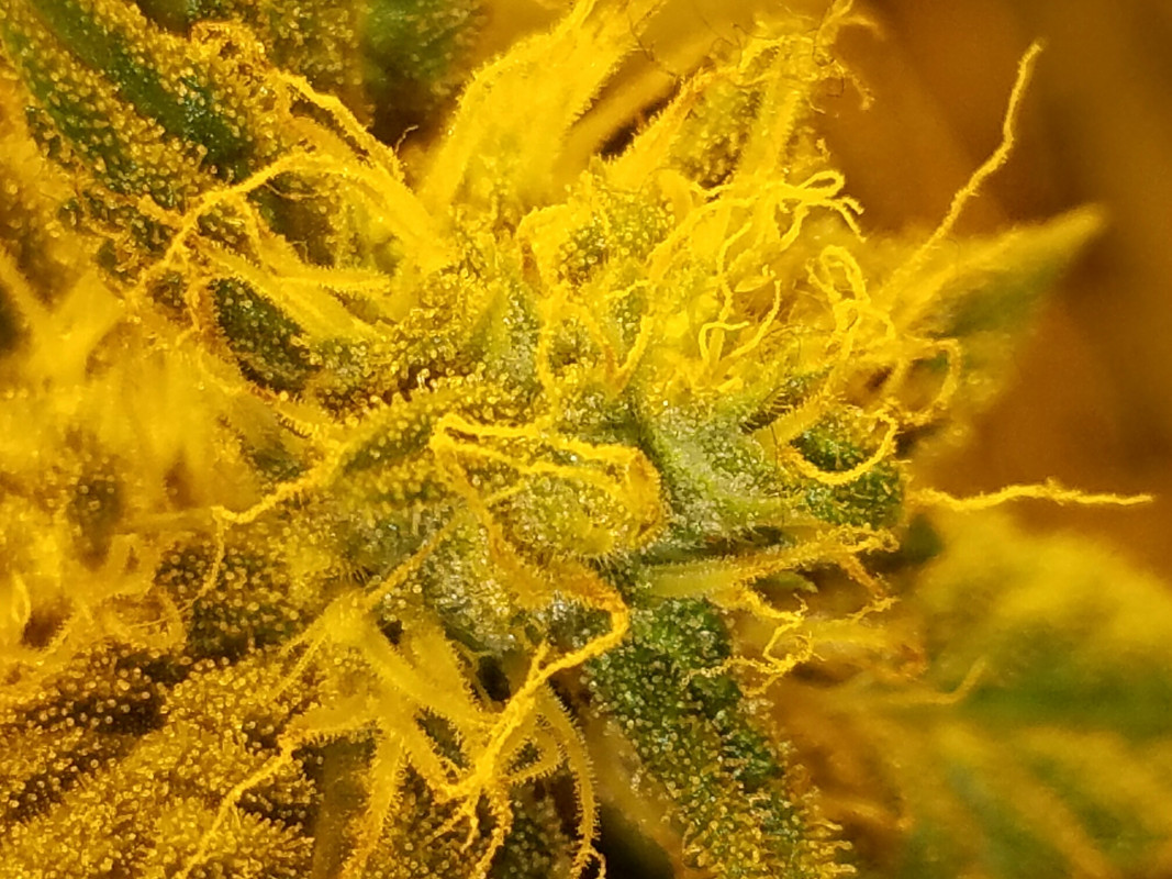 IMG_20171127_181251_678