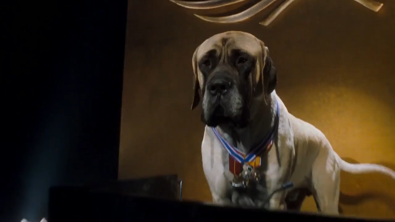 Cats & Dogs 2001 BluRay [Hindi + Tamil + English] 480p 720p ESub Screenshot