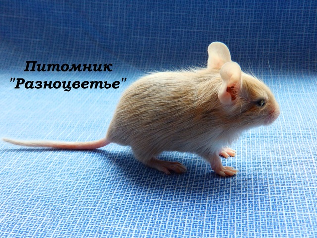 P2100029