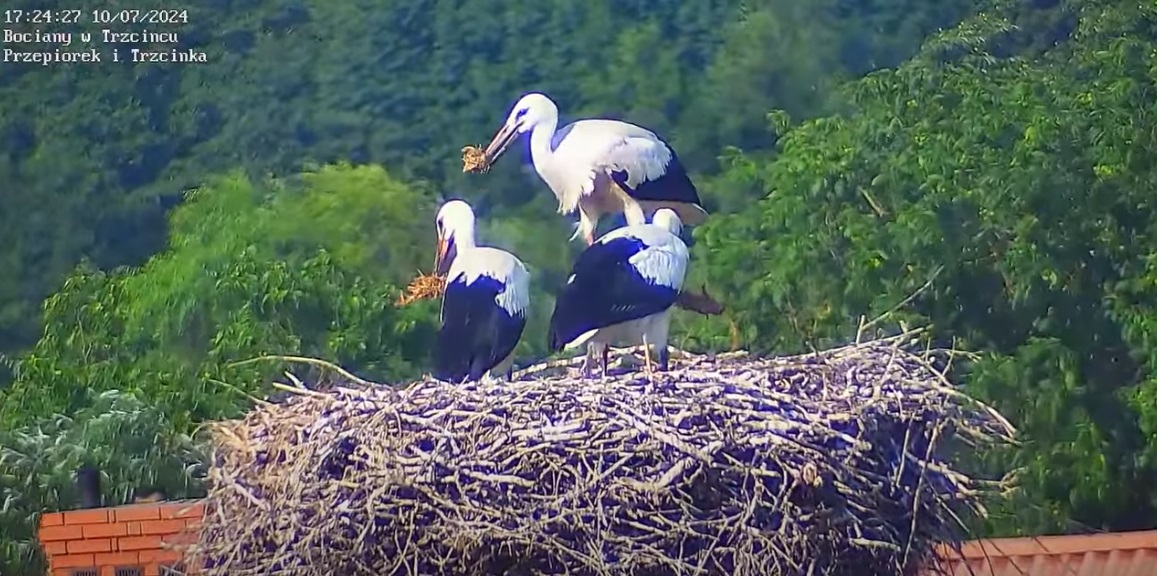 wszyscymajasiankomamija