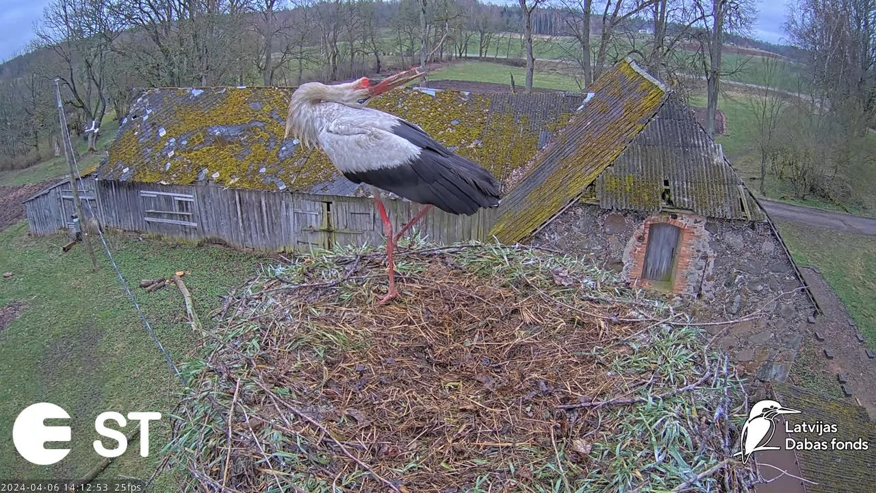 Baltie stārķi (Ciconia ciconia) Tukuma novadā - LDF tiešraide __ White storks in Tukums, Latvia 11-2