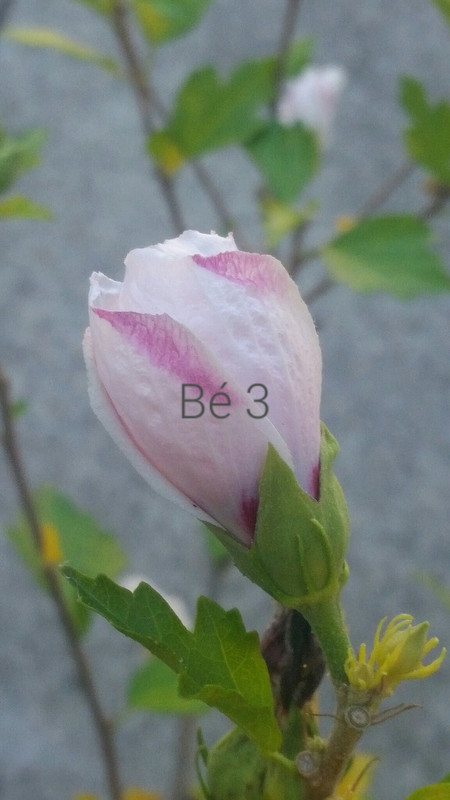 42628022_2546946775320779_3773173935412084736_o (1)