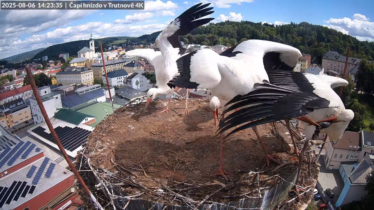 Tiešraide no stārķa ligzdas uz alus darītavas skursteņa Trutnovā 13-13-10 screenshot