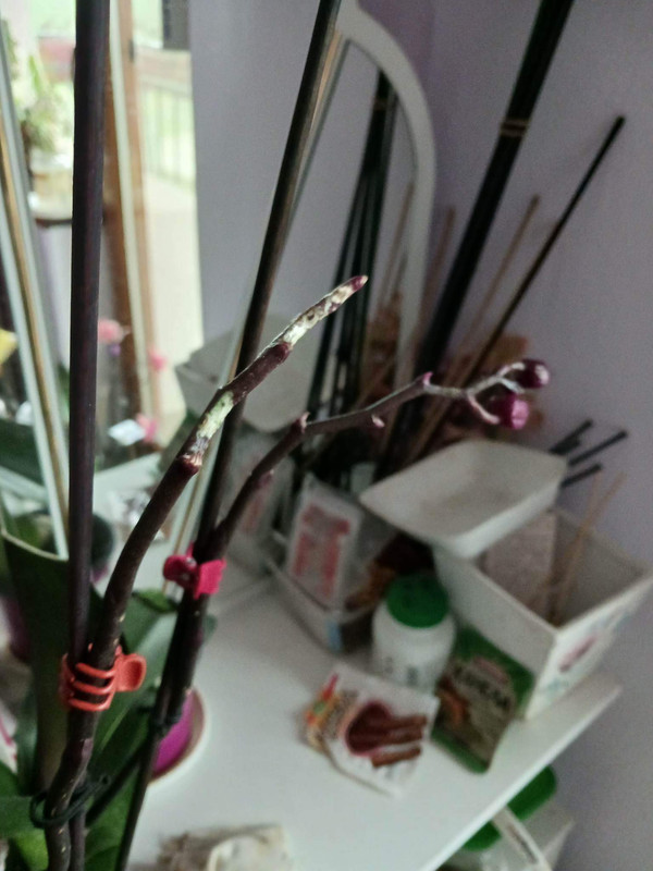 received_708454477452469